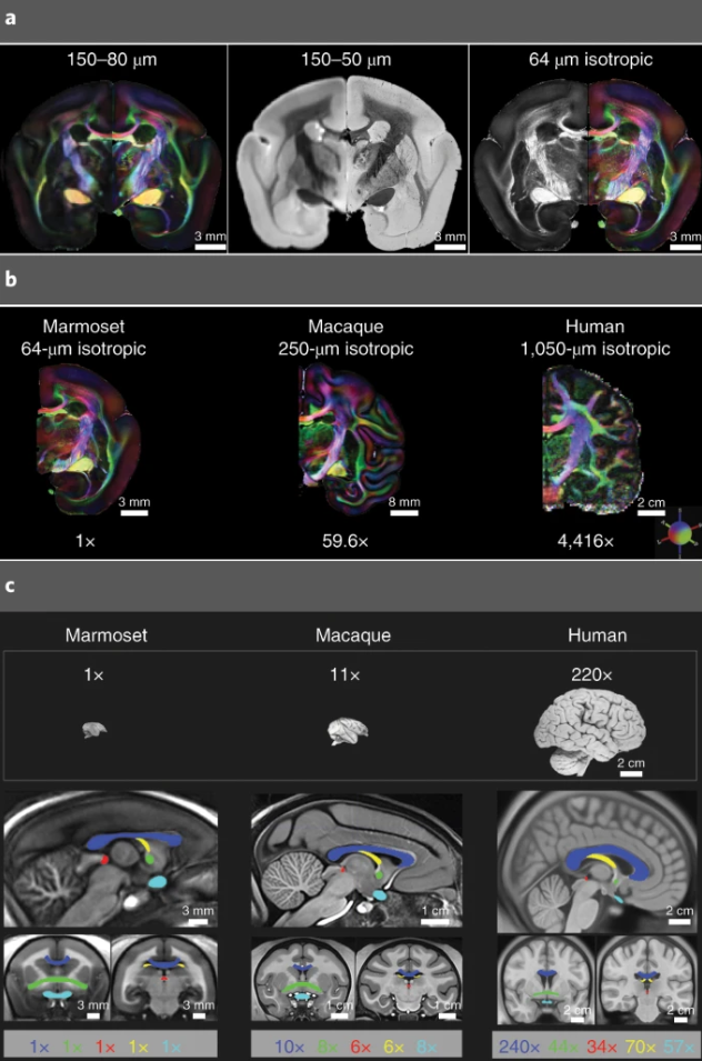 中国科学院脑科学数据中心