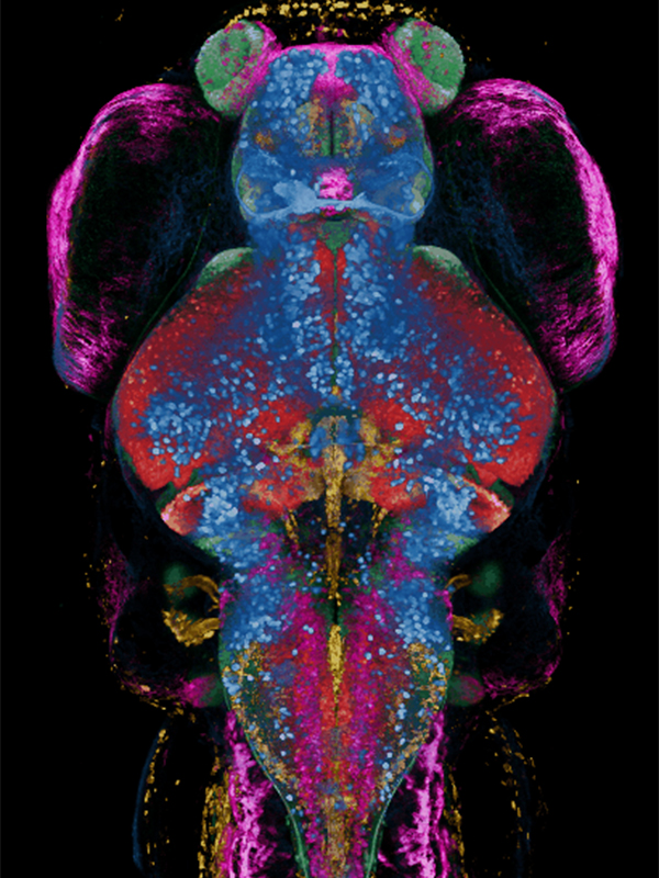 中国科学院脑科学数据中心